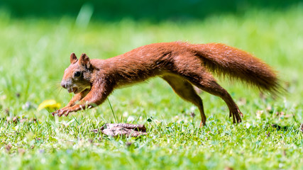 Ein Eichhörnchen im Sprung