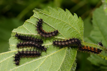 Raupen des Landkärtchens, Schmetterling, Araschnia levana