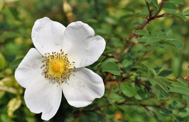 Obraz premium Blumen