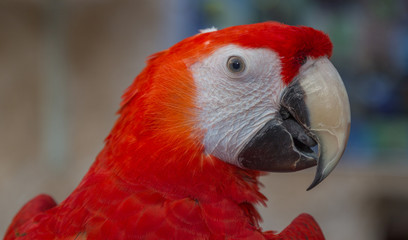 Parrot head portrait isolated with blurred background