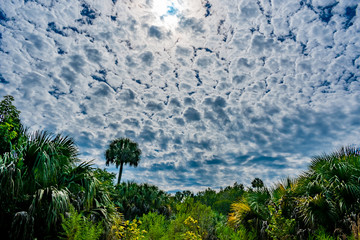 morning sky in the Florida swamp