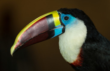 Toucan portrait isolated with blurred background