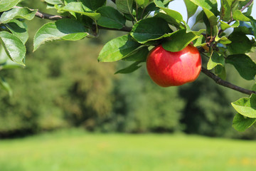 red apple hanging from a tree