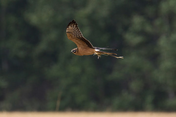 Circus pygargus on the wheat field