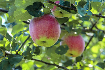 two red apples on a tree