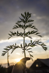a sprig of carrot in the sky - 169213287