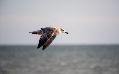 Seagull