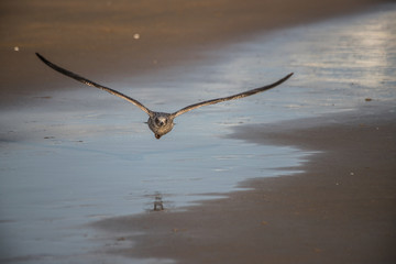 Young seagull