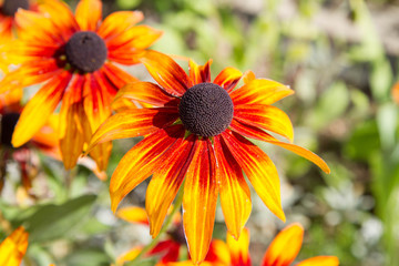 Echinacea purpurea Funky Yellow
