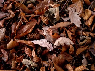 Mosaic of Autumnal Leaves in the Woods