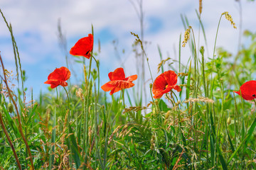 Fototapeta premium Tle kwiatów. Czerwone maki w zielonej trawie na rozmytym tle nieba i bujnej łące