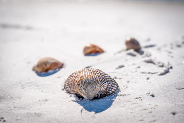 Seashells on the sandy beach