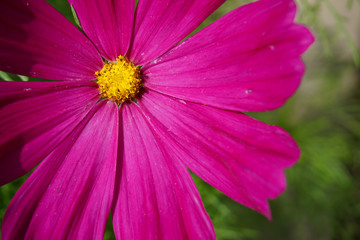 Obraz premium Close-up of a pink flower