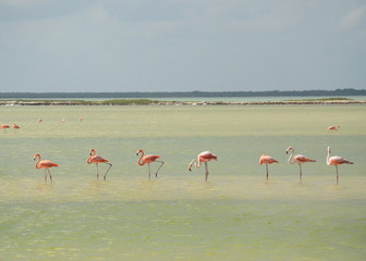 fila de flamencos