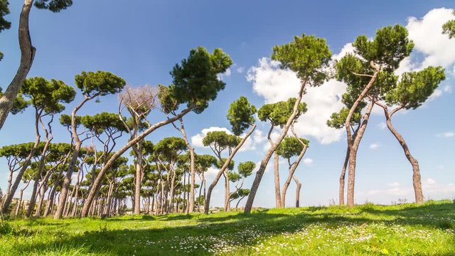 Timelapse of park with tipical mediterranean region Stone Pines (Pinus pinea). Rome, Italy. April, 2016.