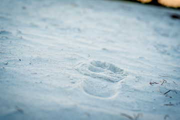 Fototapeta na wymiar Footprints in the Sand 