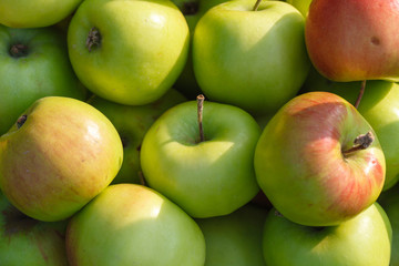 Healthy eating apples from your garden