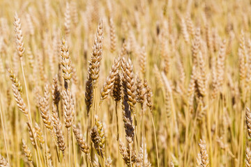 Fototapeta premium Wheat field on the background of the setting sun