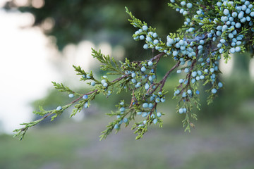 Berries on tree branch