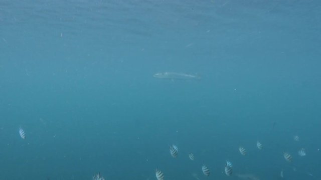 A wide shot of the sea and fishes are moving down. Shot shows a long fish.