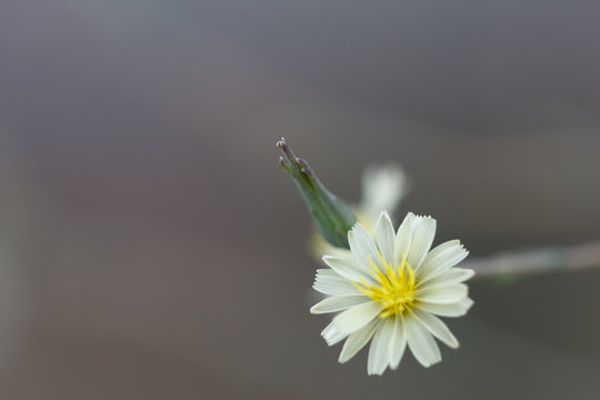 Field flower