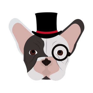 hipster french bulldog icon image vector illustration design 