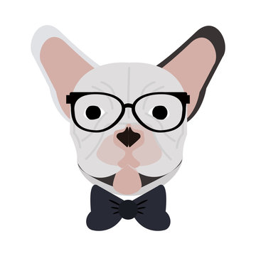 hipster french bulldog icon image vector illustration design 