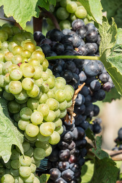 Rote Weintrauben am Weinstock