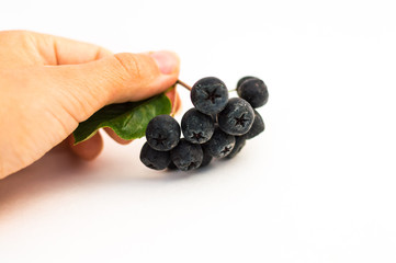 hand with  chokeberry on a white background