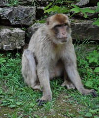 Affe
