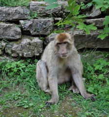 Affe
