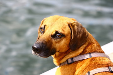 Treuer Hundeblick