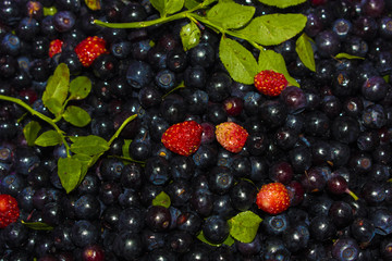 Blueberries and wild strawberry background
