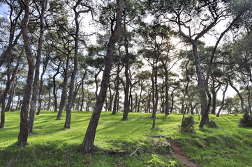 Obraz premium Princes Islands, Turkey