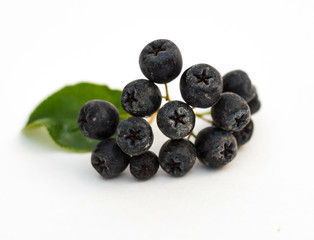 chokeberry isolated on white background