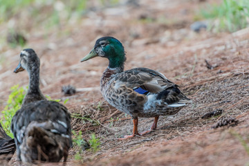 Mallard 1