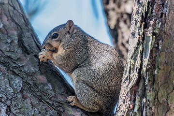 Squirrel 2