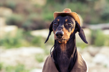 portrait of a dog (puppy) close-up, breed dachshund black tan, in a cowboy costume.