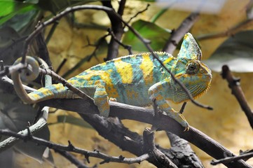 Chamäleon