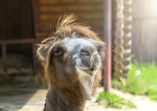 A two-humped camel close-up. Nizhny Novgorod, Russia. 3 
