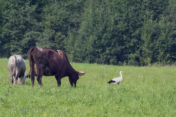 cow and stork