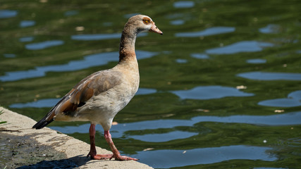 Egyptian Goose on Shore - 169219055