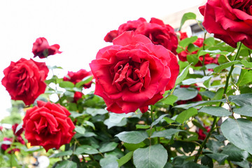 薔薇