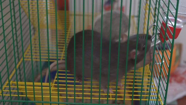 Gray rat in a wooden house 4k