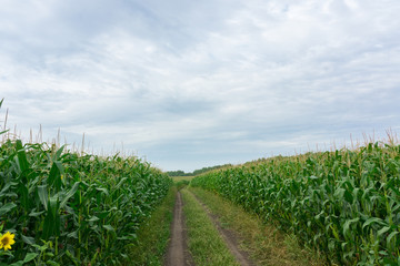 Fototapeta na wymiar road through corn fields