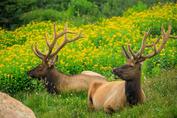 Two Bull Elk in a Field