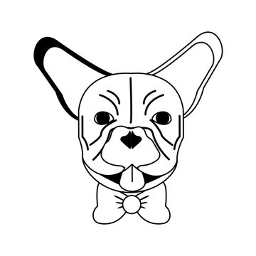 french bulldog dog with bowtie  icon image vector illustration design  black and white