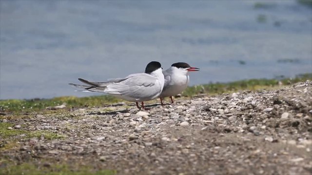 Common tern cute couple