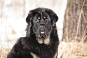 Portrait of a bitch dog breed Tibetan Mastiff