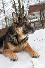 Portrait of a mongrel old dog lying in the snow